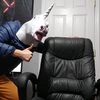 GusTikToks