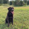 mochachocolatelab