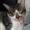 meow19237383