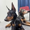 phantomtheservicedog