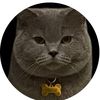 pablo.thebritishcat