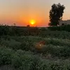 ابو علي الظاهر
