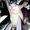 purrkittykat