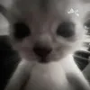 lisachannel13