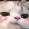 rennee._.iskitty
