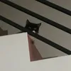 melo_shet