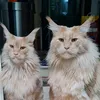 maine_coon_fan