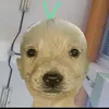 eltoskytky