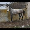 n.eliyev0202