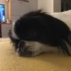 unicornnina1