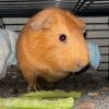 asmrcarrotcake