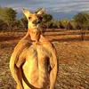 mirexzx