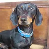 bobby_dachshund