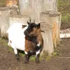 anaburnabitch