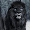 blackcaesar11
