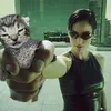 mattjkyle