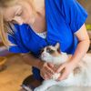 whiskertalescatgrooming