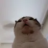 dimitristds