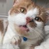 figplaysfetch