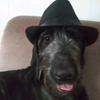 fedora_dog1