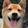 shibainusam