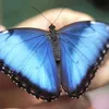 iambttfly
