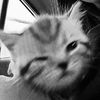 catmeow382