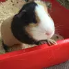 dominotheguineapiggy