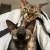 catsphynx_