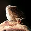 lexithebeardie