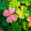 dheno_linyi