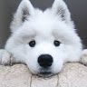 doggie714