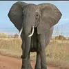 animalmayhem