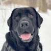 wilbur.the.lab