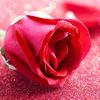 razafareed8236