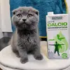 rufino_scottishfold