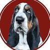 clyde_thebasset