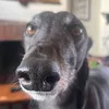 rufuspig94