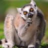 randomlemur