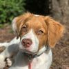 mollytherescue