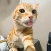 bebe_142
