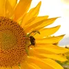 ray_of_sunshine2020
