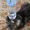 bottle_on_a_cat