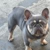 akumafrenchie23