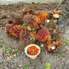fuad_fu2