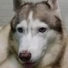 mischa010825