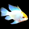 deinaquariumforfree