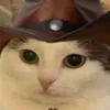 mashathecat0308