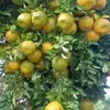 rachidslimani09