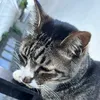 nyan_nyan1010